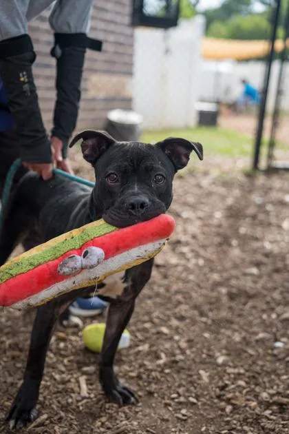 An adult large-sized male Mixed Breed dog named Ernest for adoption in Chamblee, GA
