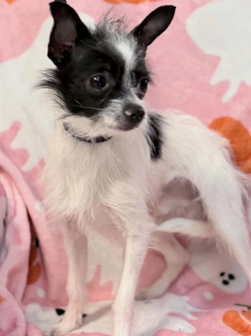 A young small-sized male Black Chihuahua dog named Tito for adoption in Wapakoneta, OH