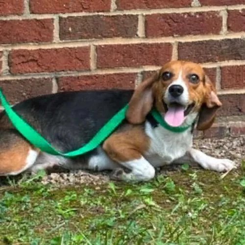A baby small-sized female Tricolor (Brown, Black, & White) Beagle dog named Louise for adoption in Washington DC, DC