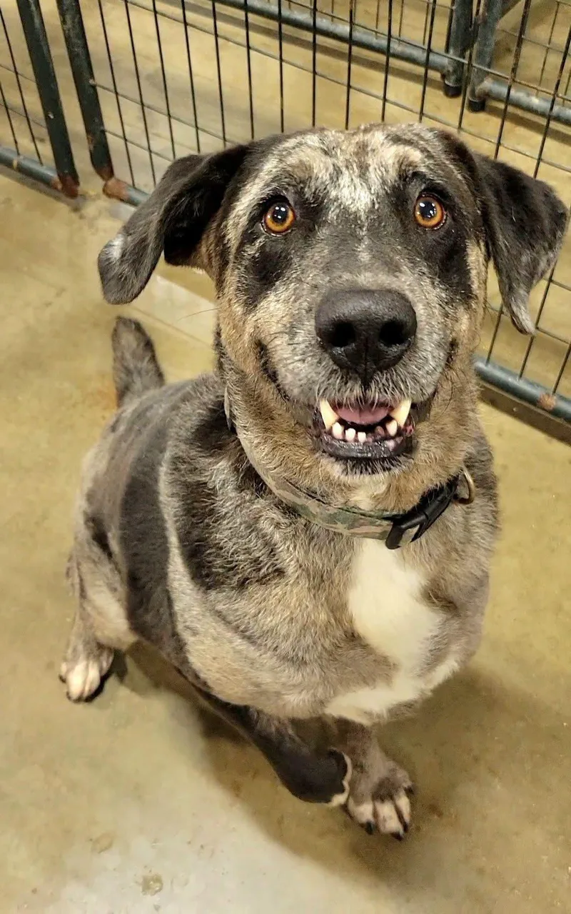An adult large-sized female Catahoula Leopard Dog dog named Dolly for adoption in Ashland, KY