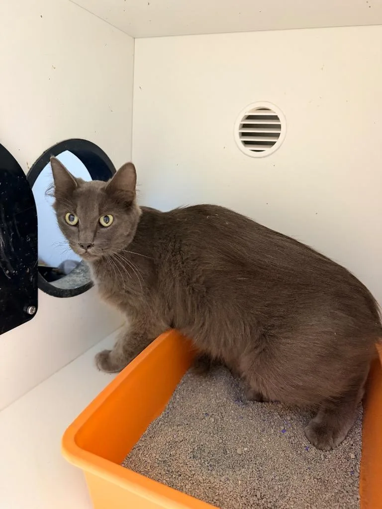 A young medium-sized female Domestic Medium Hair cat named Chloe for adoption in Newcastle, OK