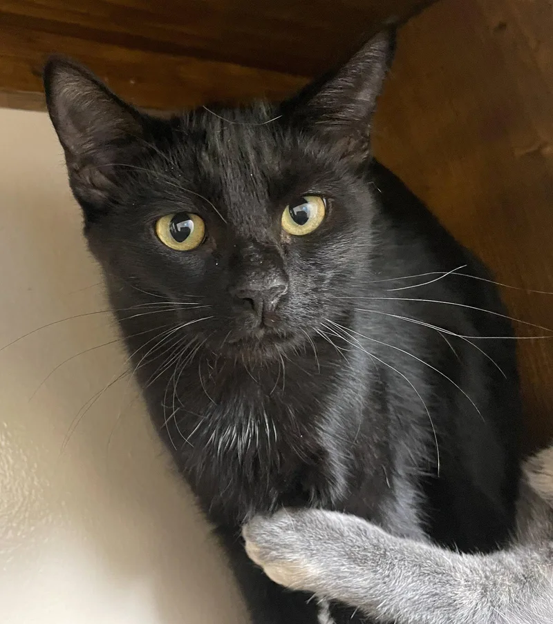 A baby medium-sized male Black Domestic Short Hair cat named Binx for adoption in Champaign, IL