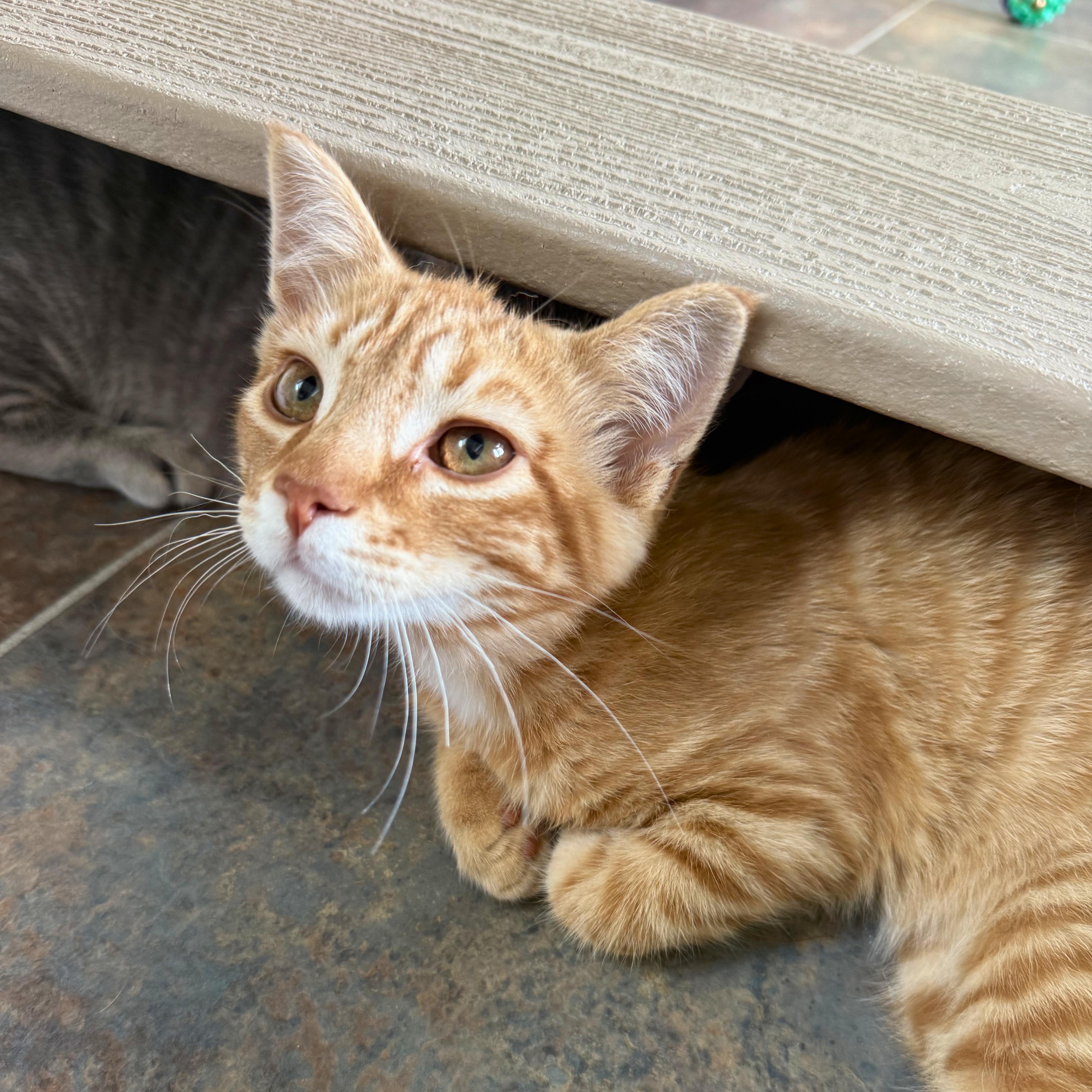 A baby medium-sized male Tabby (Orange / Red) Domestic Short Hair cat named Sunny for adoption in Ridgway, CO