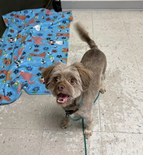 A senior small-sized male Shih Tzu dog named Teddy for adoption in Salt Lake City, UT