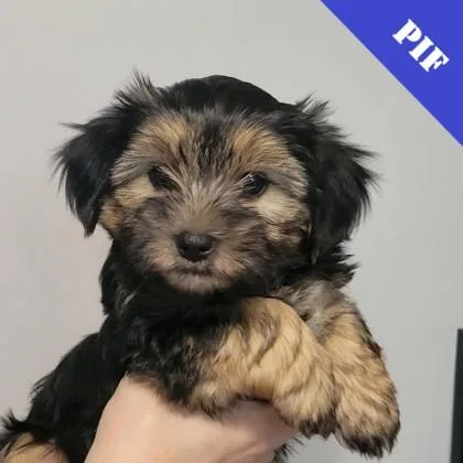 Taika