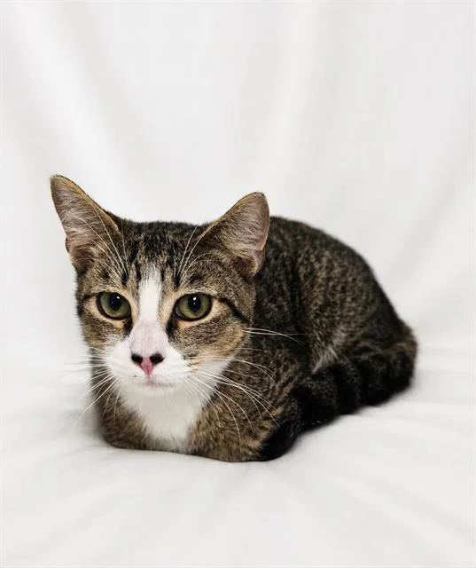 A young medium-sized male Domestic Short Hair cat named Ramb for adoption in Winter Haven, FL
