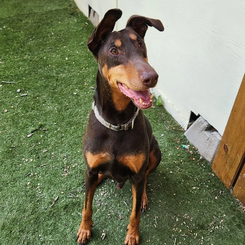 Tumble Jum thumbnail 2