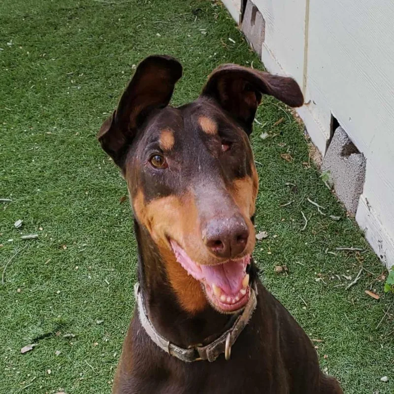 Tumble Jum thumbnail 3