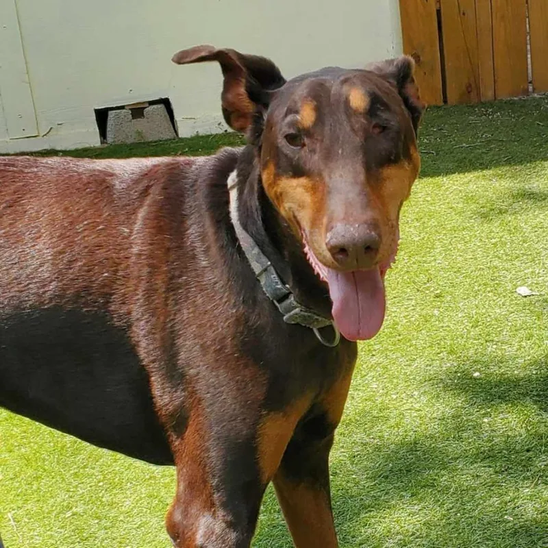 Tumble Jum thumbnail 4