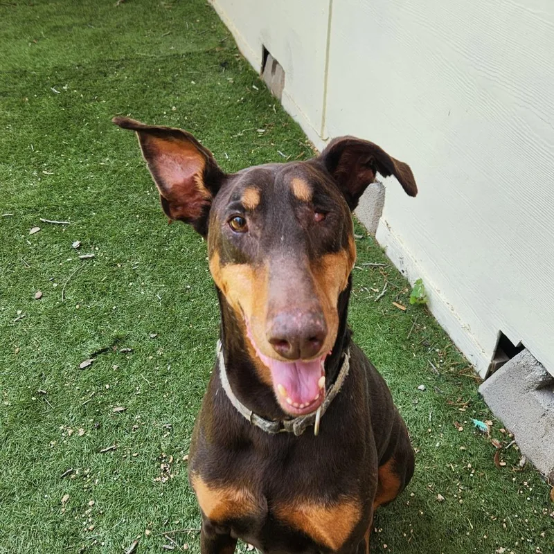 Tumble Jum thumbnail 5