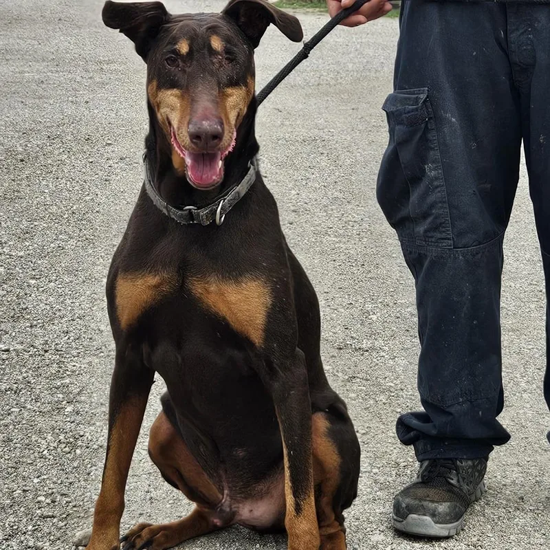 Tumble Jum thumbnail 6