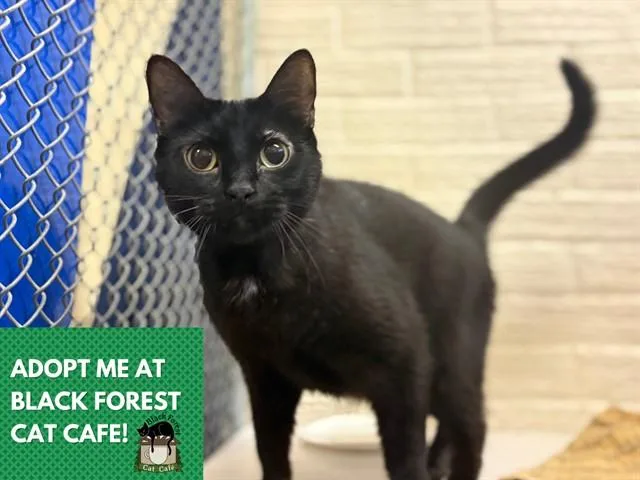 An adult small-sized female Domestic Short Hair cat named Margo for adoption in Fort Wayne, IN