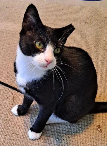 A young large-sized male Black Domestic Short Hair cat named Bartram for adoption in Lenhartsville, PA