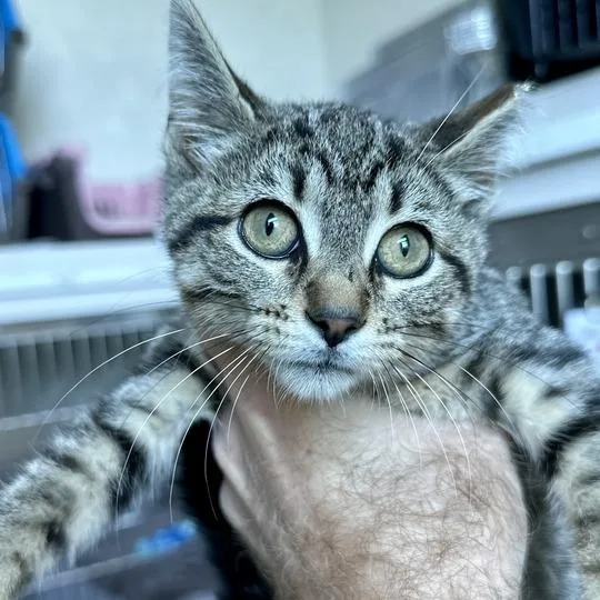 A baby small-sized female Brown / Chocolate Domestic Short Hair cat named Nina for adoption in Matteson, IL