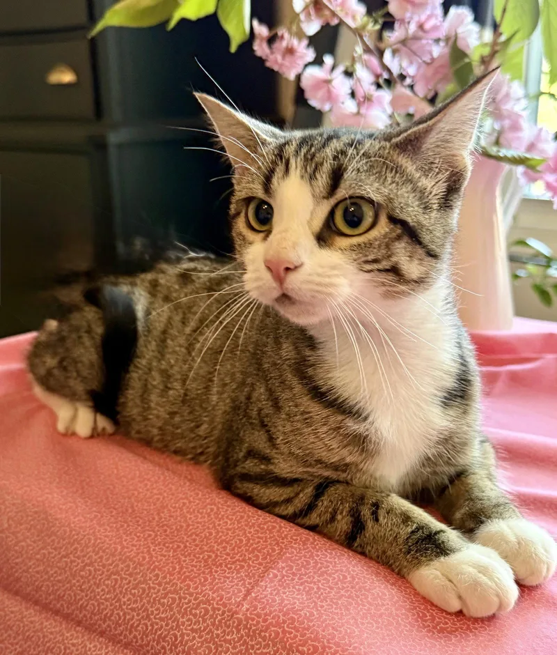 A baby medium-sized female Domestic Short Hair cat named Elara for adoption in Reston, VA