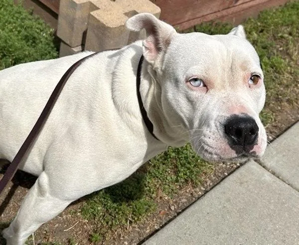 A young medium-sized female Pit Bull Terrier dog named Luna for adoption in Escondido, CA