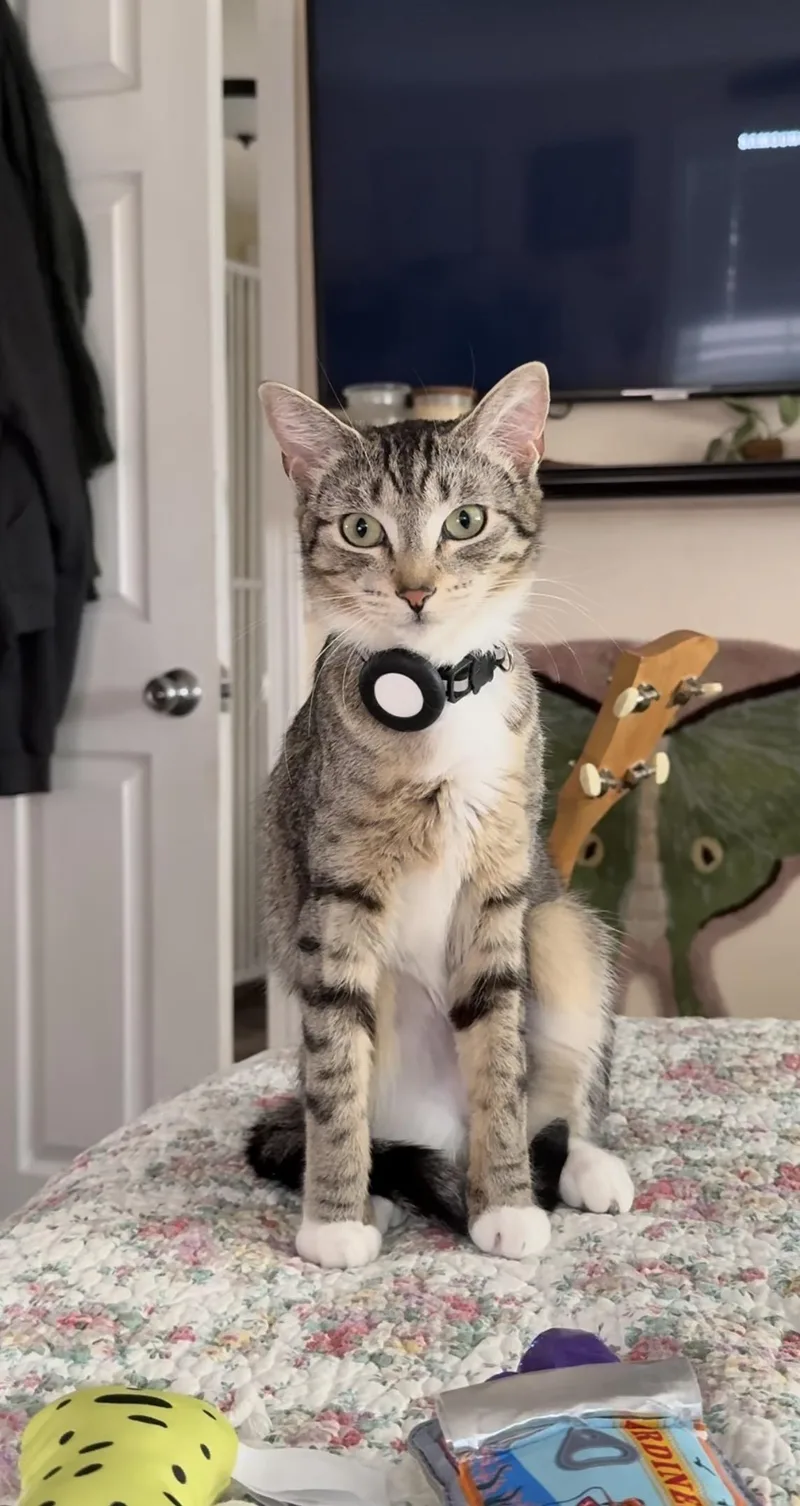 A young medium-sized female Domestic Short Hair cat named Taylor for adoption in The Dalles, OR