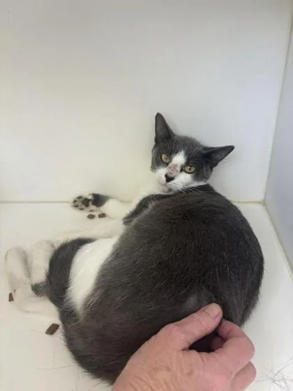 An adult small-sized female Domestic Short Hair cat named Angel for adoption in Manteo, NC