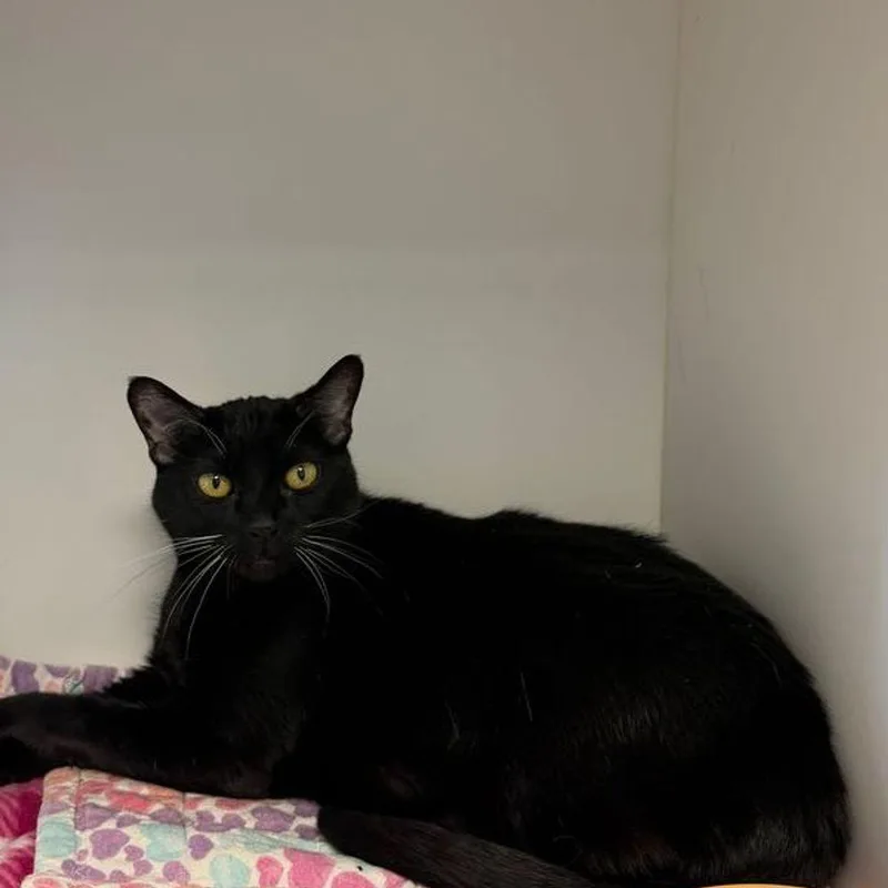 A senior medium-sized female Black Domestic Short Hair cat named Snoopy Girl for adoption in Kingman, AZ