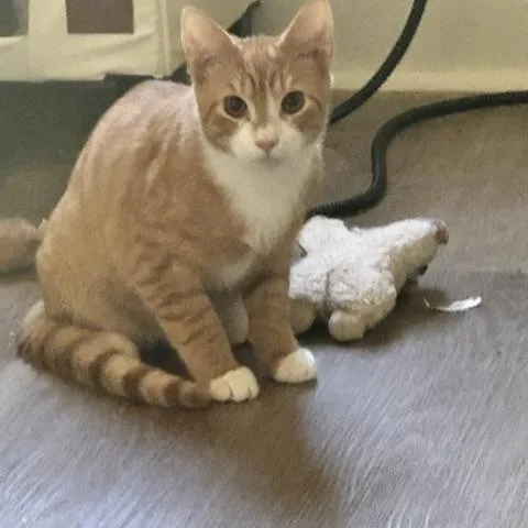 A baby medium-sized male Domestic Short Hair cat named Sprite for adoption in Belmont, NC