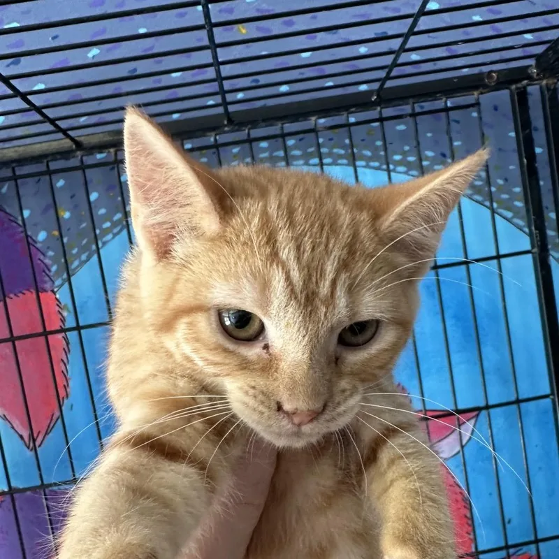 A baby small-sized female Orange / Red Domestic Short Hair cat named Peach for adoption in Corbin, KY