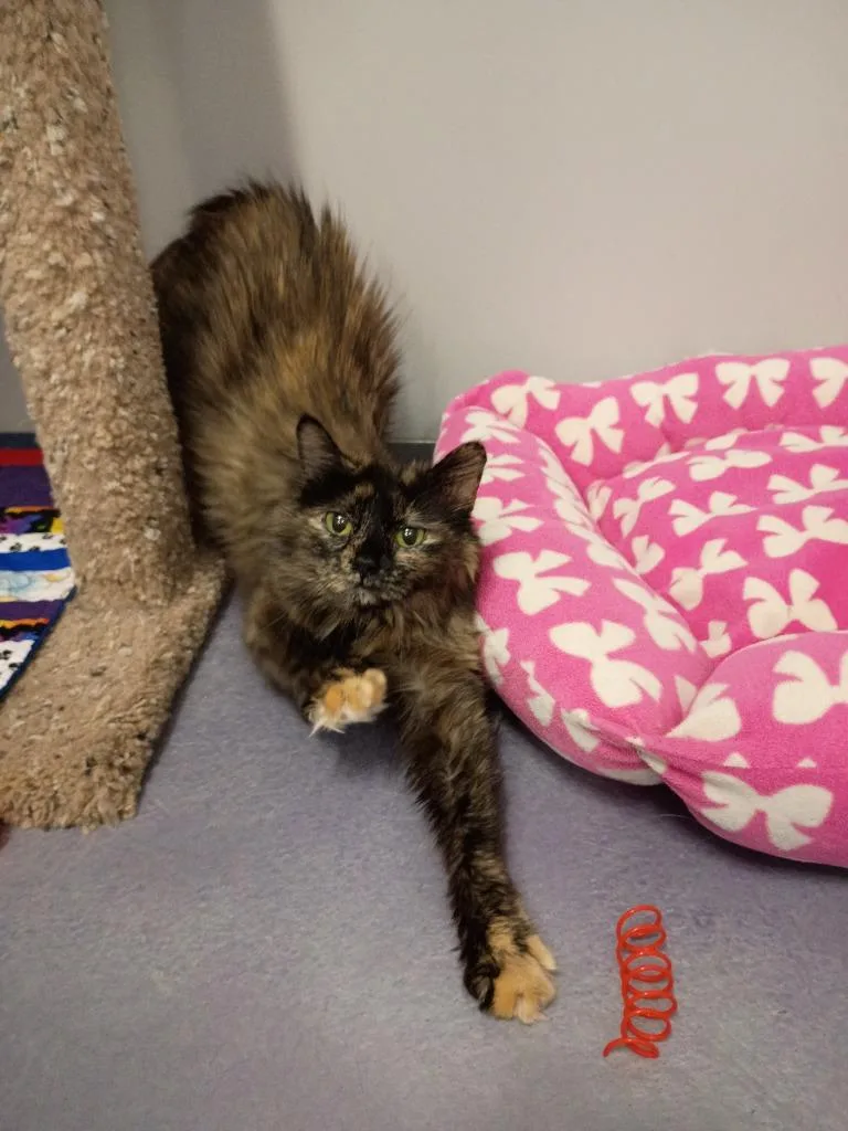 A young medium-sized female Domestic Long Hair cat named Sophia for adoption in Rockford, IL