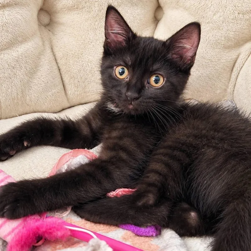 A baby small-sized female Black Domestic Short Hair cat named Hissteria for adoption in Lake Panasoffkee, FL
