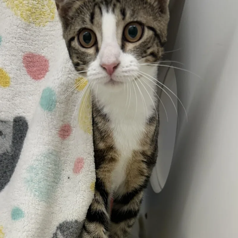 A baby medium-sized female Tabby (Brown / Chocolate) Domestic Short Hair cat named Anchovy for adoption in Manassas, VA