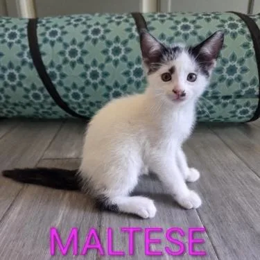 A baby small-sized female Black & White / Tuxedo Domestic Short Hair cat named Maltese for adoption in Bentonville, AR
