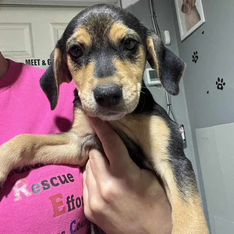 A baby medium-sized female Black Mixed Breed dog named Izzie for adoption in Wappingers Falls, NY