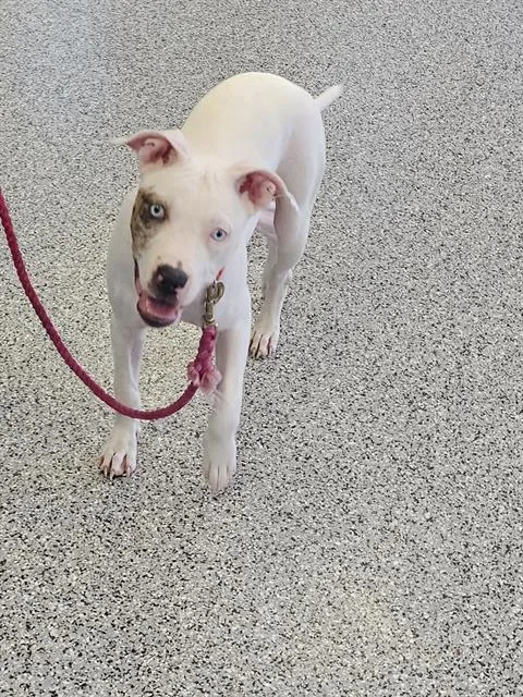 A baby medium-sized female Mixed Breed dog named Pearl for adoption in Palmetto, FL