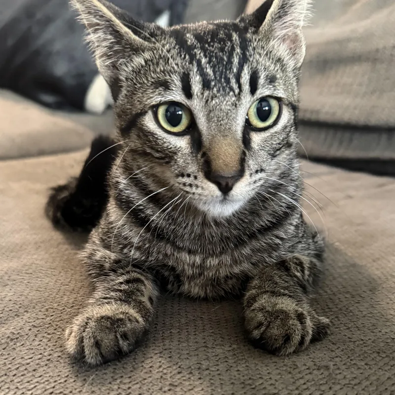 A young medium-sized male Tabby (Buff / Tan / Fawn) Domestic Short Hair cat named Asriel for adoption in Santa Ana, CA