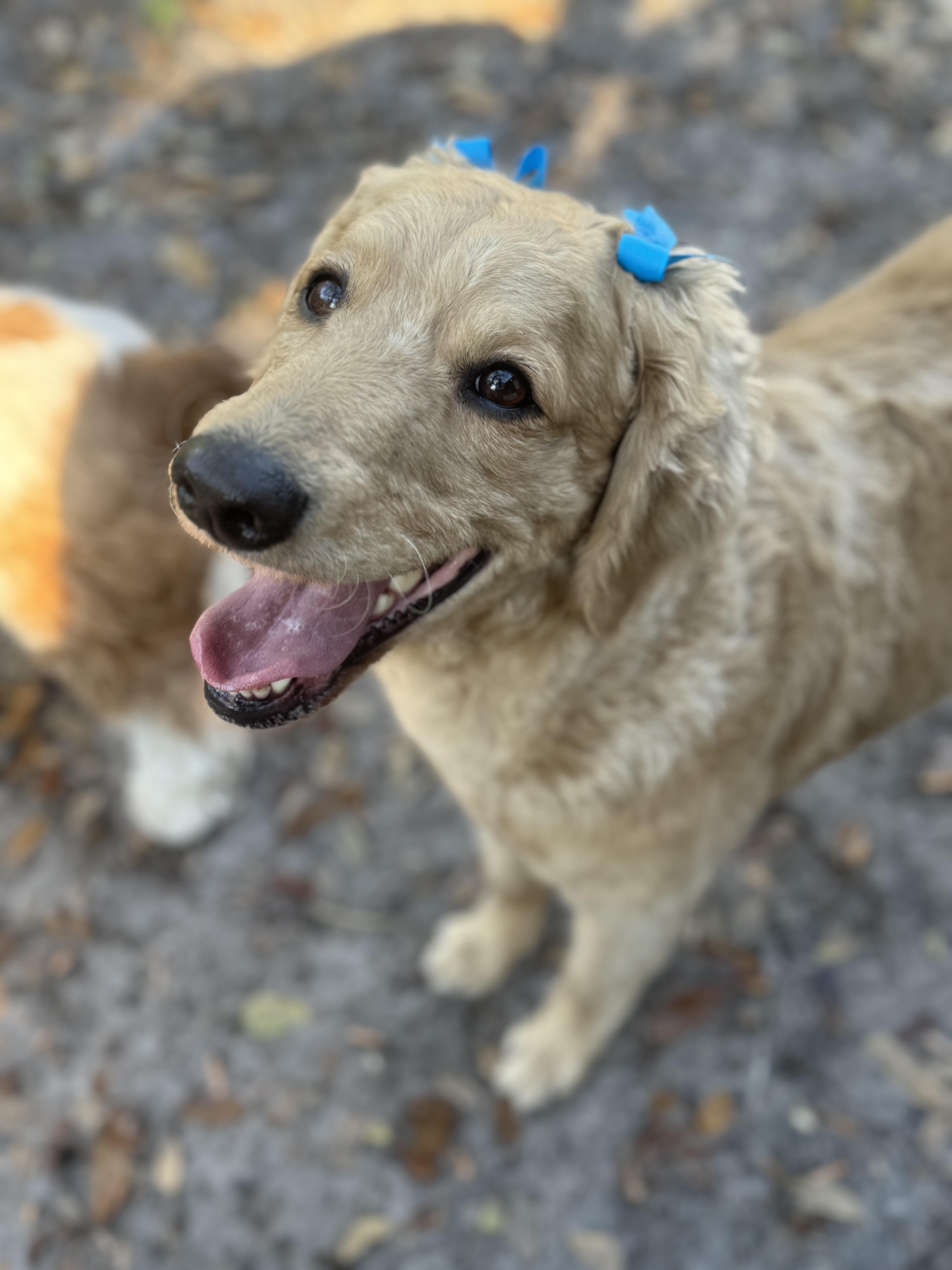 An adult medium-sized female Golden Retriever dog named Winnie for adoption in Palm Harbor, FL