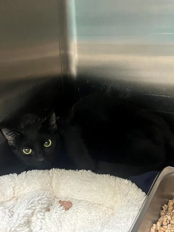 An adult medium-sized female Domestic Short Hair cat named Betty Boop for adoption in Disputanta, VA