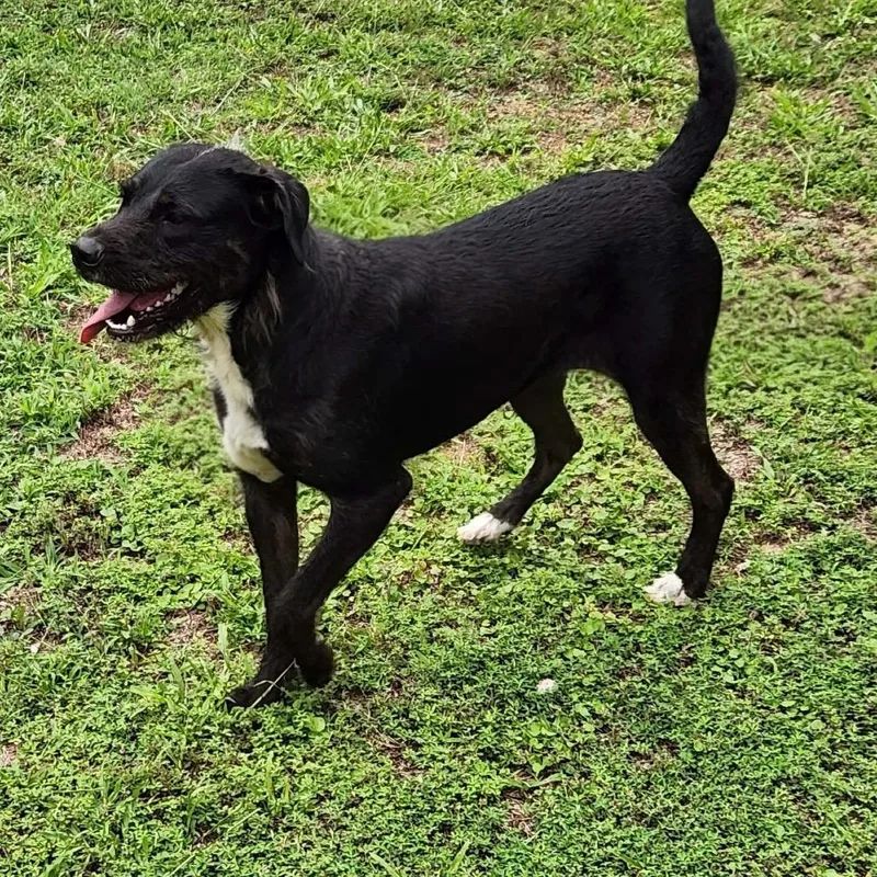 An adult large-sized female Black Wirehaired Pointing Griffon dog named Nibblet for adoption in Hackett, AR