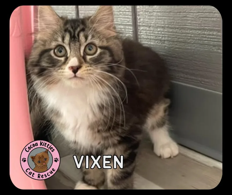 A baby small-sized female Domestic Short Hair cat named Vixen for adoption in Hershey, PA