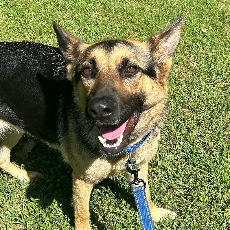 An adult medium-sized female Yellow / Tan / Blond / Fawn Mixed Breed dog named Eldra for adoption in Auburn, AL