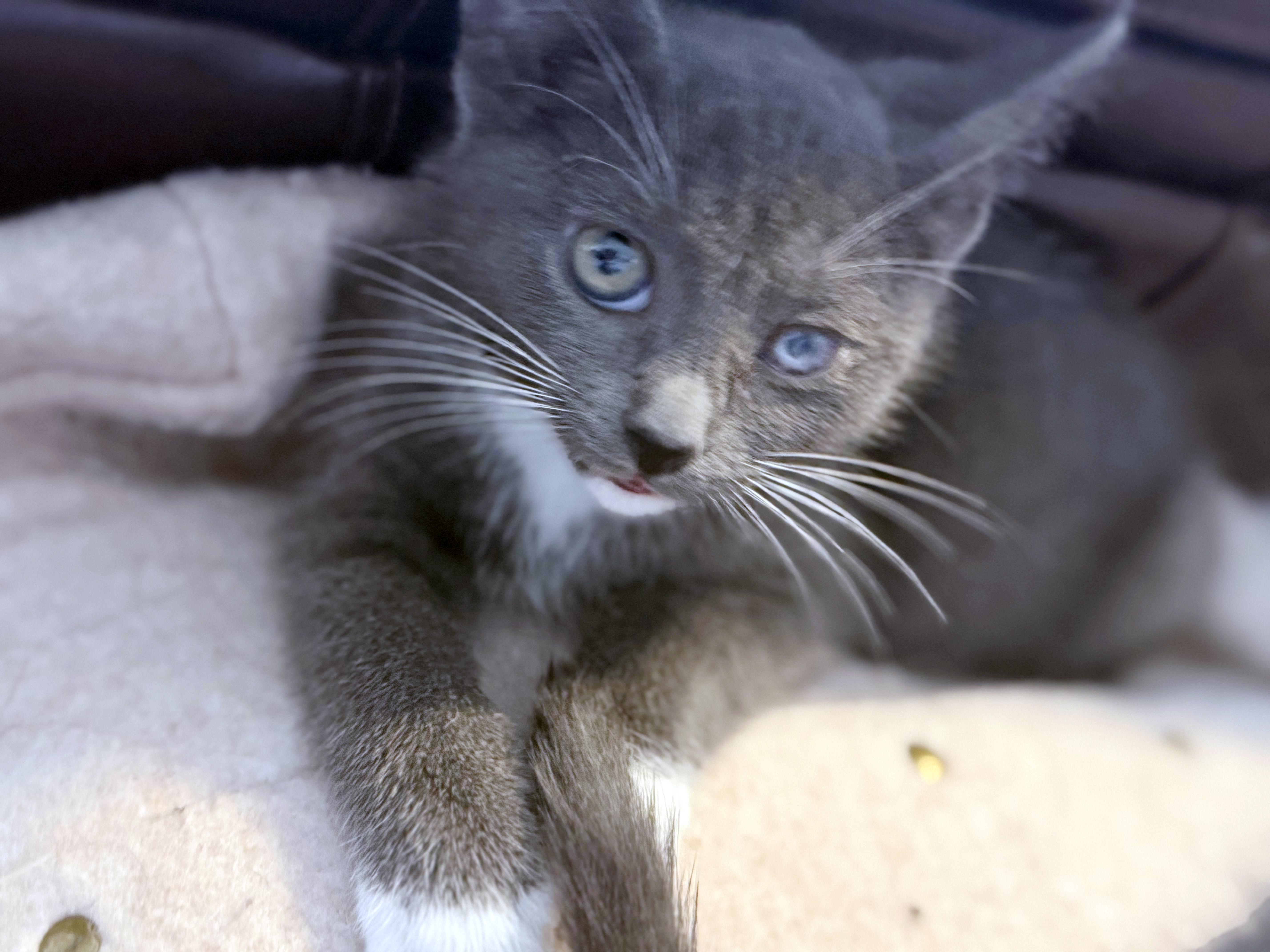 A baby medium-sized female Gray & White Domestic Short Hair cat named Patch for adoption in Lake Monroe, FL