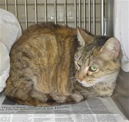 An adult large-sized female Domestic Short Hair cat named Serenity for adoption in Baldwin Park, CA