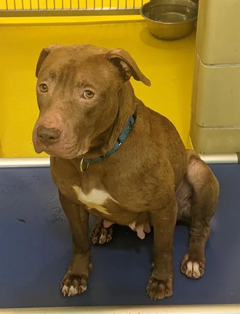 A young medium-sized female Pit Bull Terrier dog named Brownie for adoption in Dallas, TX