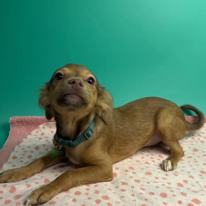 A baby small-sized female Chihuahua dog named Jacqueline for adoption in San Antonio, TX