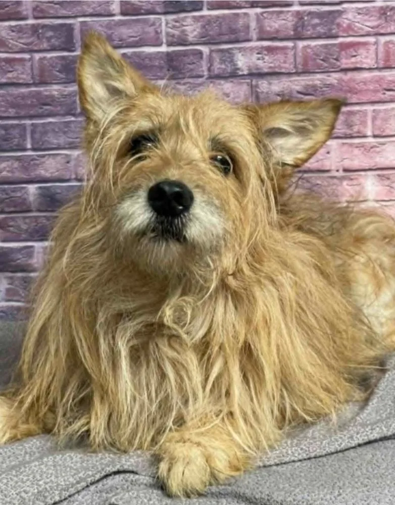 An adult medium-sized male Brown / Chocolate Cairn Terrier dog named Popsicle for adoption in Sedalia, CO