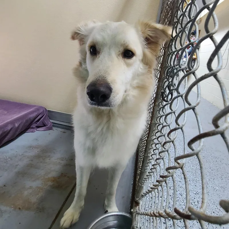 An adult medium-sized female Apricot / Beige Golden Retriever dog named Sable for adoption in Middleburg, FL