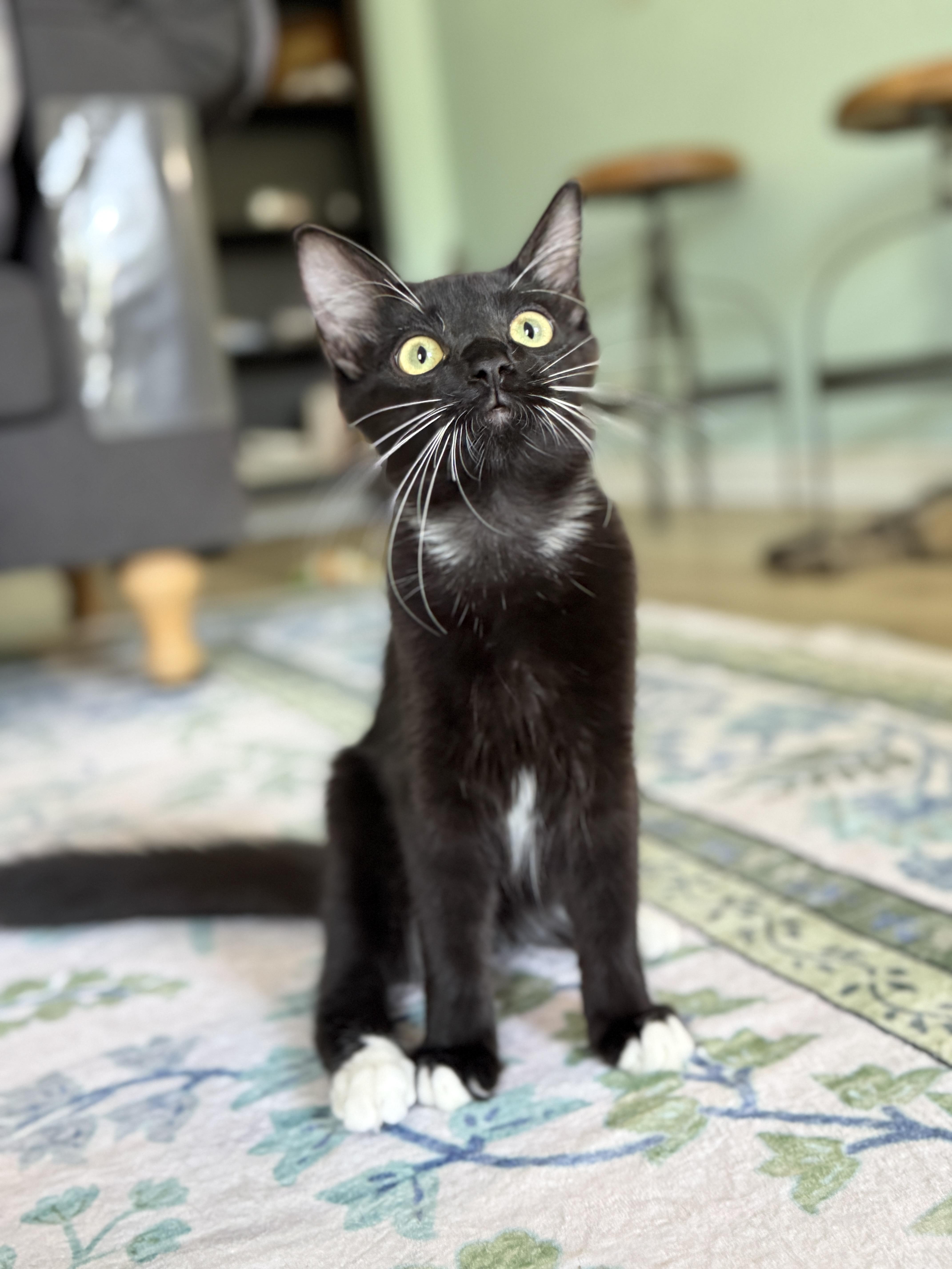 A baby medium-sized male Black & White / Tuxedo Domestic Short Hair cat named Socks for adoption in Keller, TX