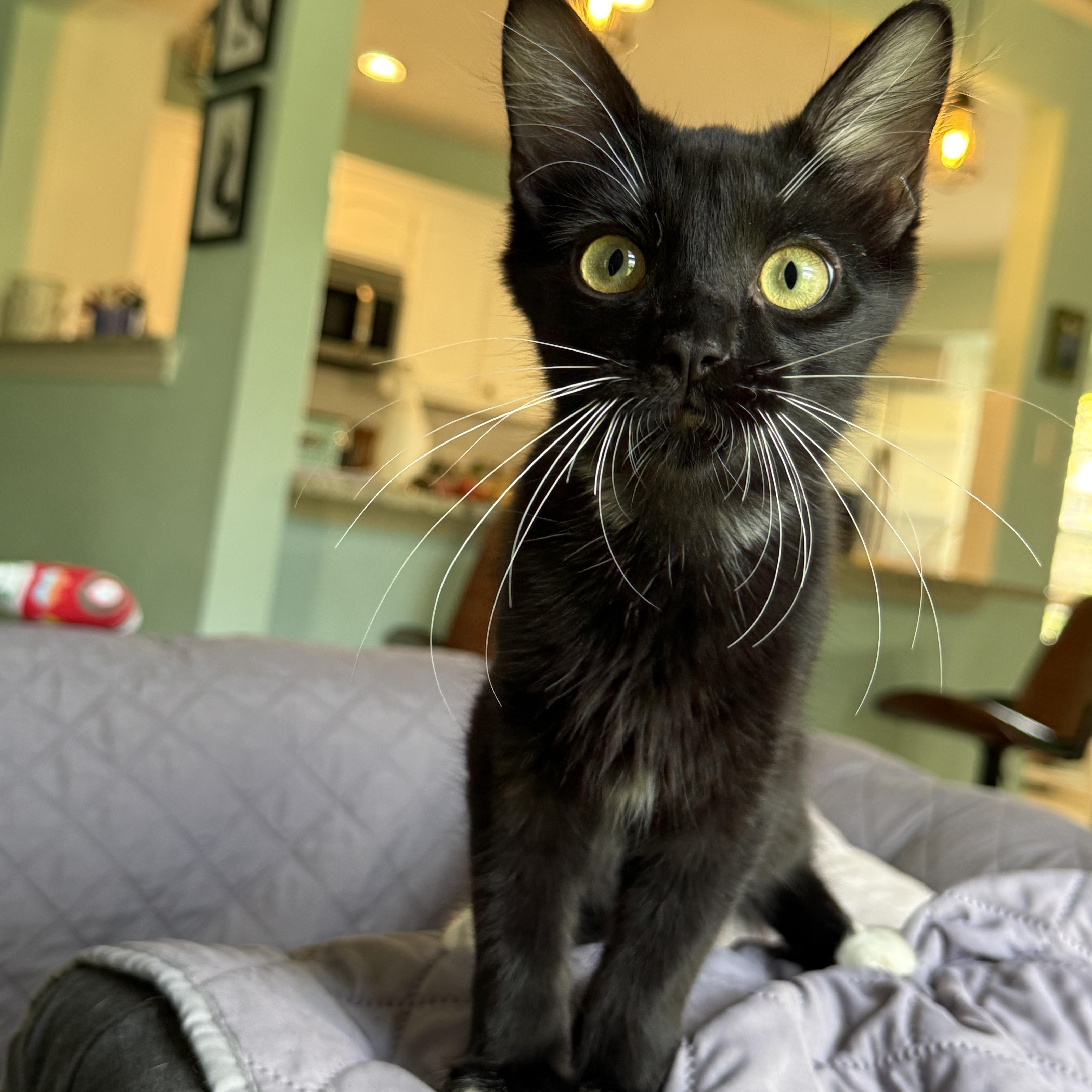 Socks thumbnail 6