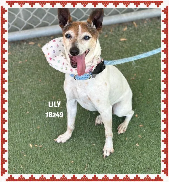 A senior small-sized female White / Cream Jack Russell Terrier dog named Lily for adoption in Marietta, GA