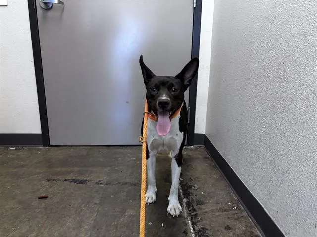 A young medium-sized female Australian Kelpie dog named Mia for adoption in Ontario, CA