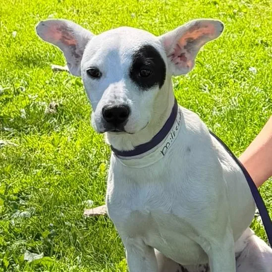 A young medium-sized male Terrier dog named Milkshake for adoption in Pittsford, VT
