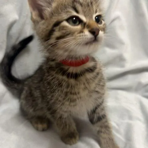 A baby small-sized male Tabby (Brown / Chocolate) Domestic Short Hair cat named Ares for adoption in Fishers, IN