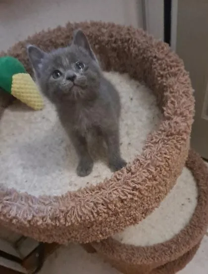 A baby small-sized male Domestic Short Hair cat named Frank for adoption in Verona, WI